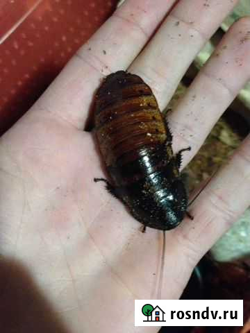 Мраморный таракан, мадагаскарский таракан, зофобас Астрахань - изображение 1