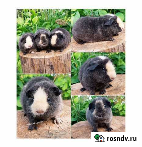 Красивые Морские свинки Санкт-Петербург - изображение 1