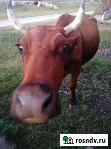 Корова Черкесск - изображение 1