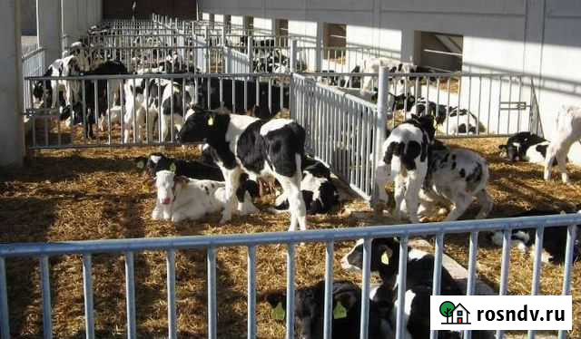 Телята бычки Родионово-Несветайская - изображение 1