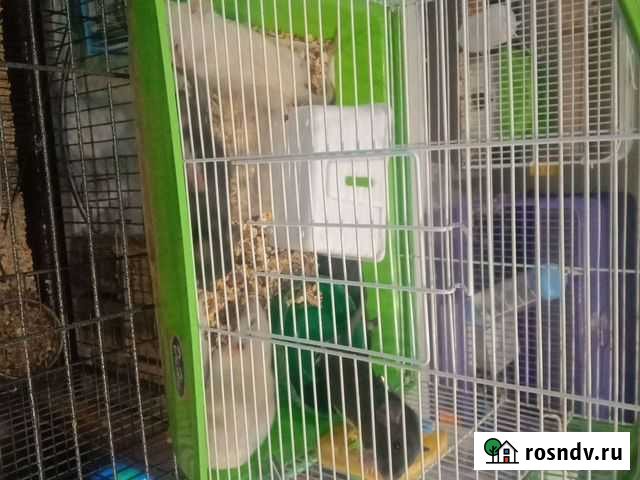 Отдам крысят в добрые руки Красноярск - изображение 1
