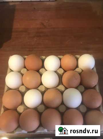 Домашние куриные яйца Калуга - изображение 1