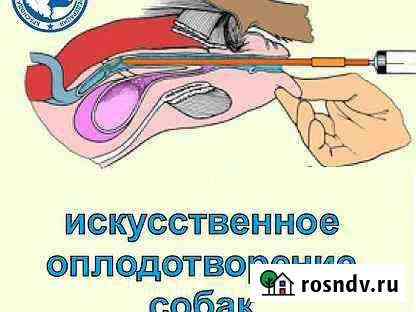 Искусственное оплодотворение собак Смоленск