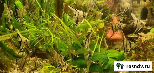 Скалярия Кузнецк - изображение 1