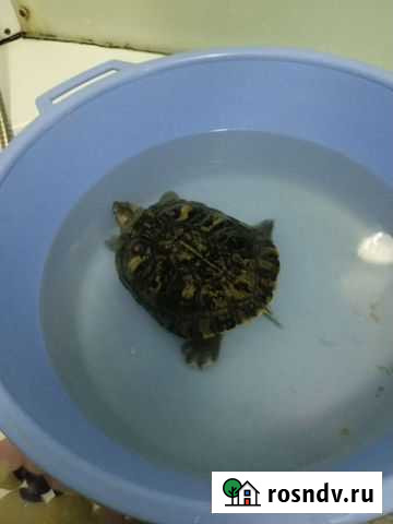 Красноухая черепаха Нижний Тагил - изображение 1