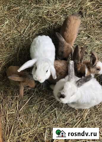 Декоративные кролики Ленинск-Кузнецкий - изображение 1