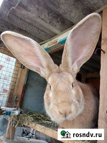Кролики домашние, породные, Ризен-Голд Севастополь - изображение 1