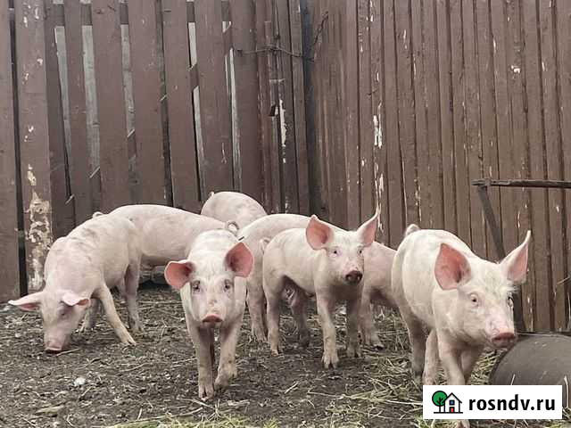 Поросята ландрас Уфа - изображение 1