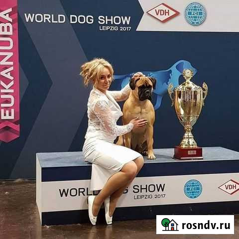 Хендлер, услуги хендлера Ростов-на-Дону - изображение 1