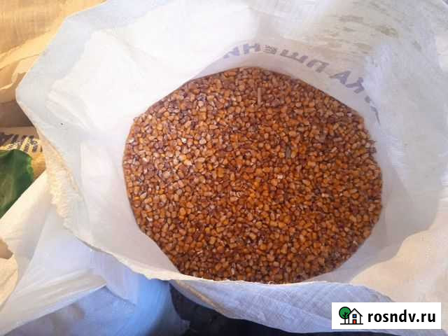 Кукуруза кормовая Кантышево - изображение 1