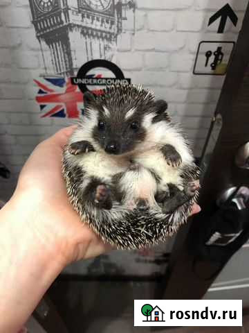 Африканский ежик Москва - изображение 1