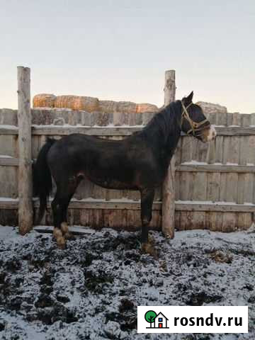 Лошади Половинное - изображение 1