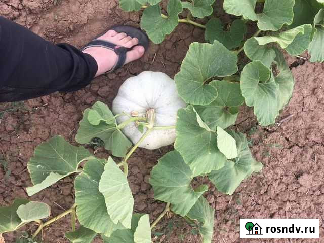 Тыква Иловля - изображение 1