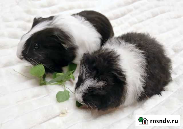 Морские свинки длинношерстные 4 месяца Санкт-Петербург - изображение 1