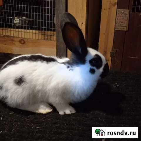 Кролики Сысерть - изображение 1