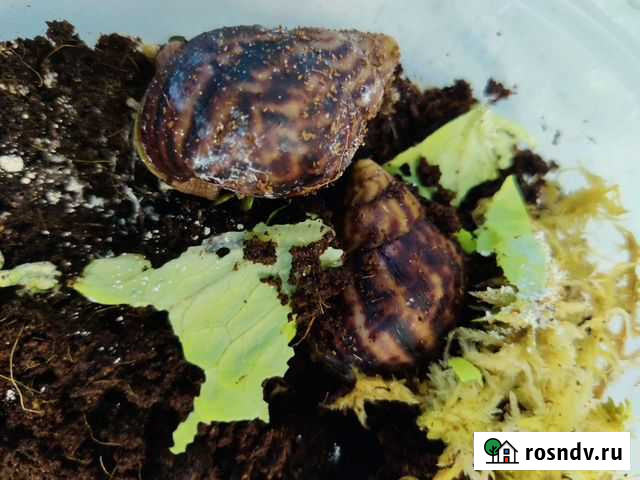 Улитки ахатины бесплатно Санкт-Петербург - изображение 1