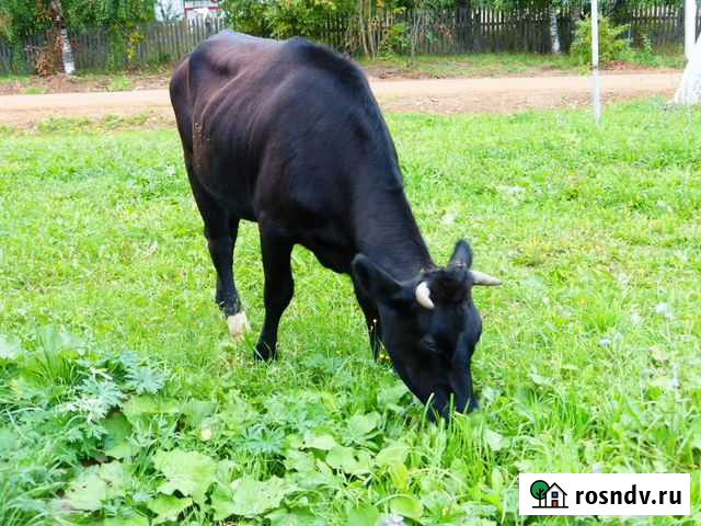 Телка Большая Соснова - изображение 1