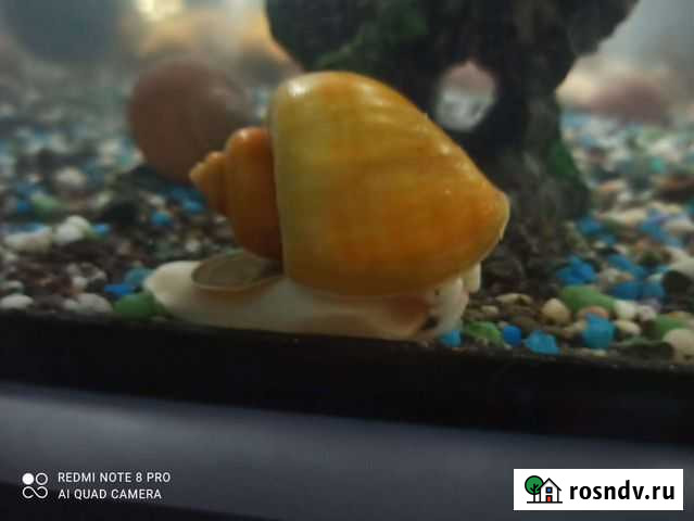 Улитки ампулярии Краснодар - изображение 1