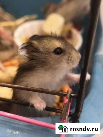 Джунгарский хомяк Иркутск - изображение 1