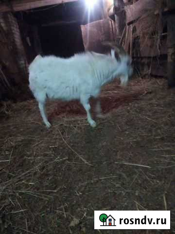 Зааненский козлик Арзамас - изображение 1