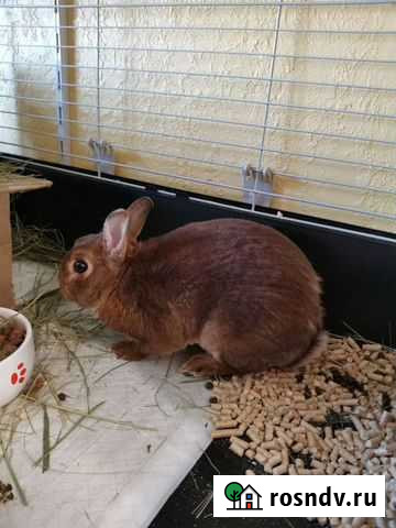 Декоративный кролик с клеткой Хабаровск - изображение 1