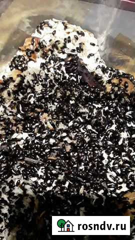 Жук-лекарь Майский - изображение 1