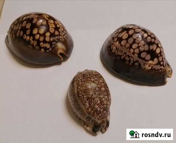 Каурия Ракушка 3 шт Тольятти - изображение 1