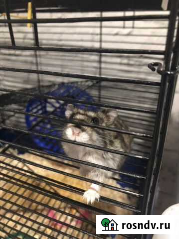 Отдам хомяка с клеткой Благовещенск - изображение 1