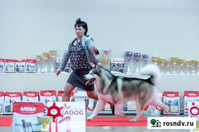 Грумер Петрозаводск - изображение 1