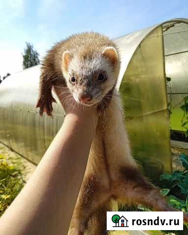 Хорек (Девочка на вязку) Орехово-Зуево - изображение 1