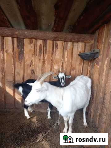 Коза Улан-Удэ - изображение 1