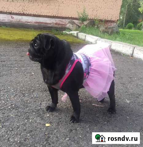 Одежда для собаки Новокузнецк - изображение 1