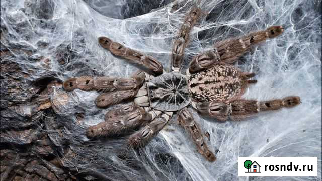 Пауки птицееды, мокрицы, тараканы Ногинск - изображение 1