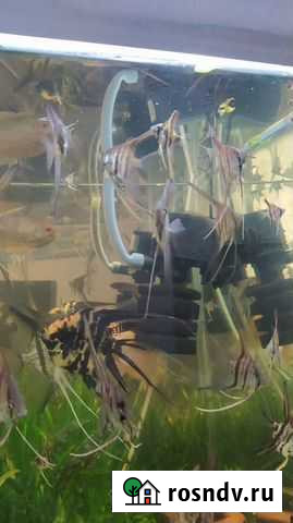 Аквариумные рыбки Назарово - изображение 1