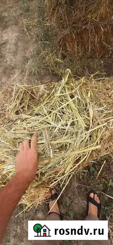 Тюки суданка, люцерна Павлодольская - изображение 1