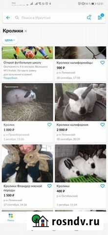 Продам кроликов Иркутск - изображение 1