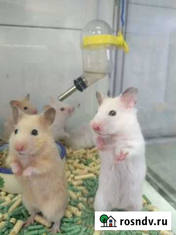 Сирийские Джунгарский хомячки Краснодар - изображение 1