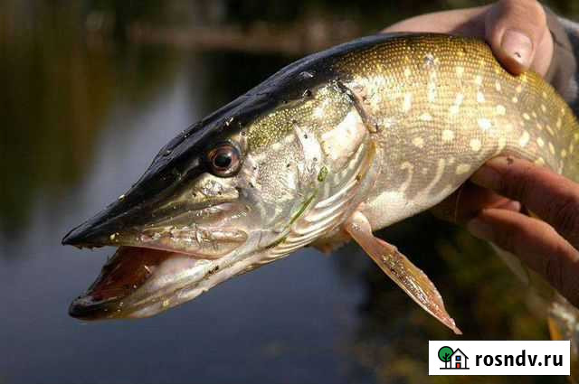 Свежая щука Тольятти - изображение 1