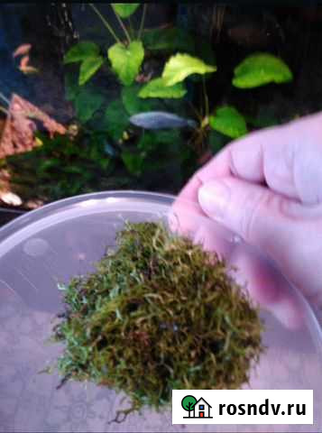 Аквариумная прополка Мох яванский Омск - изображение 1