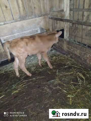 Корова с теленком Кизляр - изображение 1