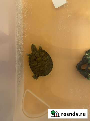 Черепаха Набережные Челны - изображение 1