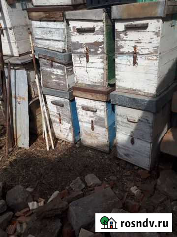 Ульи Альметьевск - изображение 1