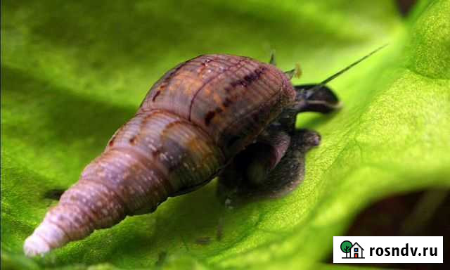 Мелания песчаная (улитка-индикатор) Великий Новгород - изображение 1