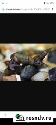 Улитка мелания Старый Оскол - изображение 1