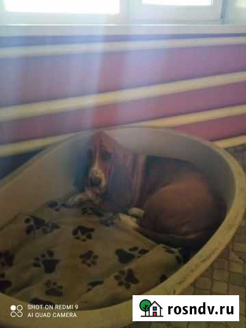 Передержка Орск - изображение 1