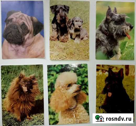 Открытки гдр. кошки.собаки и др Альметьевск - изображение 1