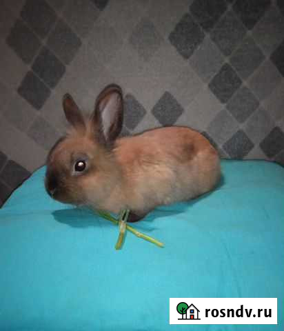 Декоративные кролики Рязань - изображение 1