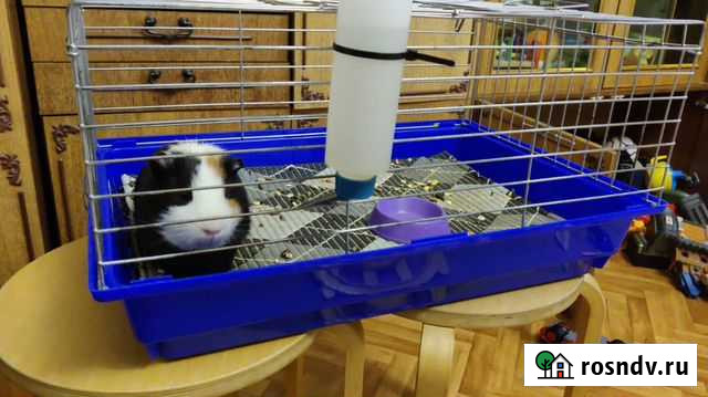 Отдам морскую свинку бесплатно Кемерово - изображение 1