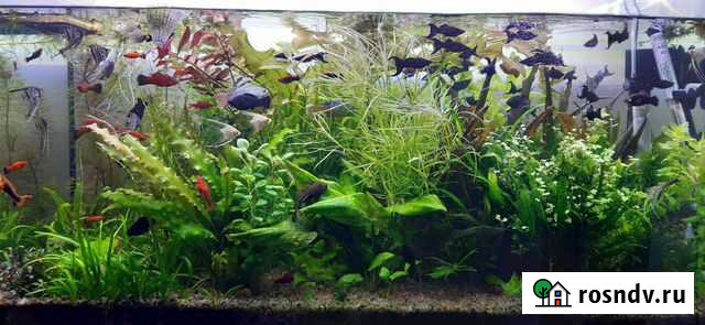 Аквариумные растения,удобрения,грунт,корма Зимовники - изображение 1