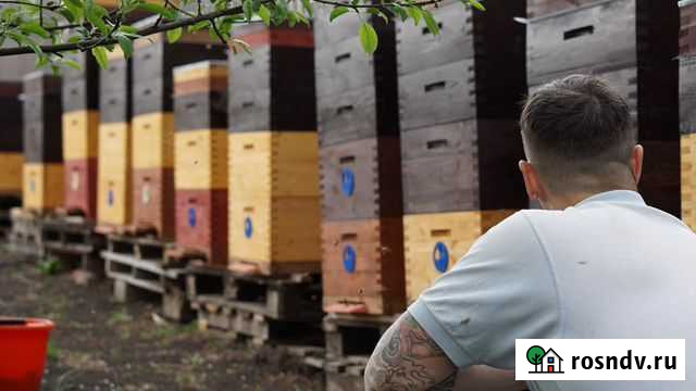 Улей многокорпусный в шип на рамку 230/300/145 Тамбов - изображение 1